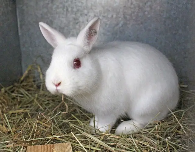 Beyaz Tavşanlar: Cinsleri, Fotoğrafları, Videoları, Özellikleri +Albino