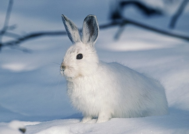 Beyaz Tavşanlar: Cinsleri, Fotoğrafları, Videoları, Özellikleri +Albino