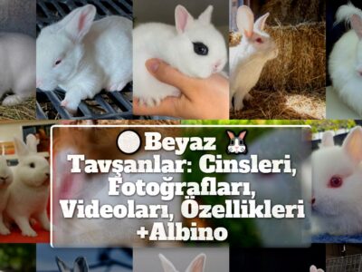 Beyaz Tavşanlar: Cinsleri, Fotoğrafları, Videoları, Özellikleri +Albino