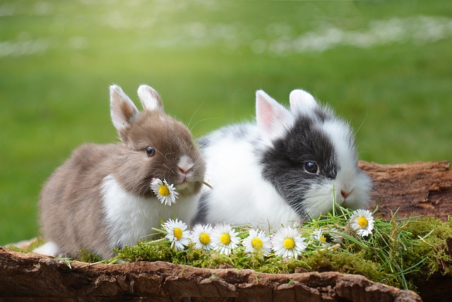 Cüce Tavşan +Özellikleri, Besleme, Bakımı, Doğum, Hamilelik, Fiyat