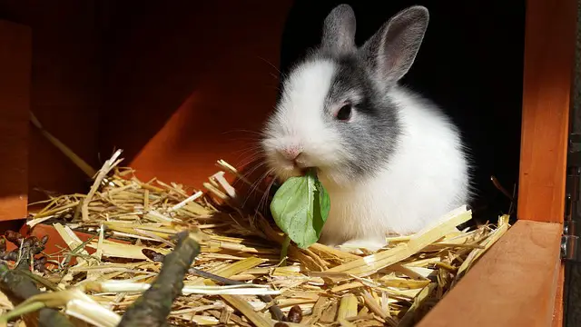 Cüce Tavşan +Özellikleri, Besleme, Bakımı, Doğum, Hamilelik, Fiyat