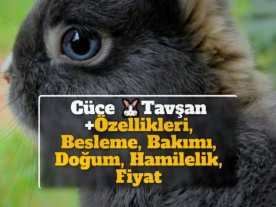 Cüce Tavşan +Özellikleri, Besleme, Bakımı, Doğum, Hamilelik, Fiyat