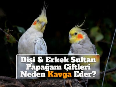 Dişi & Erkek Sultan Papağanı Çiftleri Neden Kavga Eder?