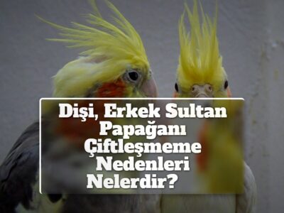 Dişi, Erkek Sultan Papağanı Çiftleşmeme Nedenleri Nelerdir?