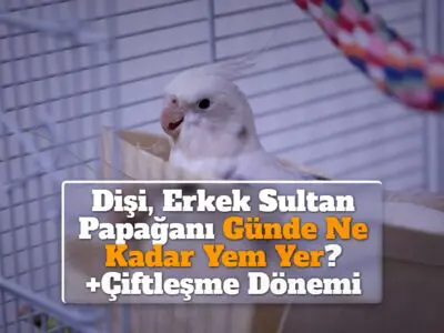 Dişi, Erkek Sultan Papağanı Günde Ne Kadar Yem Yer? +Çiftleşme Dönemi