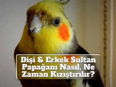 Dişi & Erkek Sultan Papağanı Nasıl, Ne Zaman Kızıştırılır?