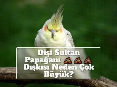 Dişi Sultan Papağanı Dışkısı Neden Çok Büyük?