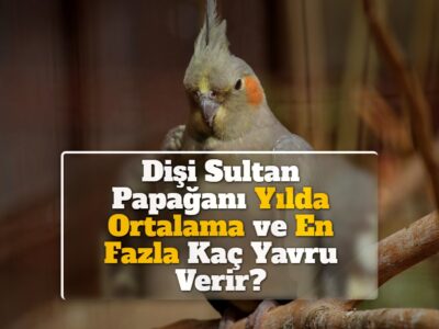 Dişi Sultan Papağanı Yılda Ortalama ve En Fazla Kaç Yavru Verir?