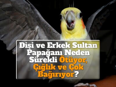 Dişi ve Erkek Sultan Papağanı Neden Sürekli Ötüyor, Çığlık ve Çok Bağırıyor?