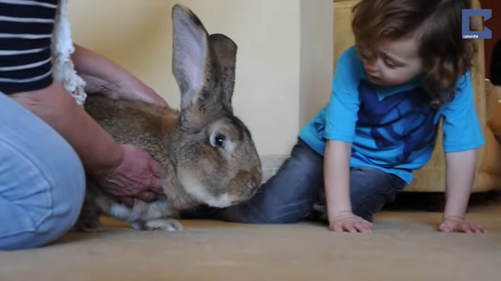 Dünyanın En Büyük Ve En Küçük Tavşanı Ve Cinsi Hangisidir? +Fotoğraflar