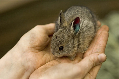 Dünyanın En Büyük Ve En Küçük Tavşanı Ve Cinsi Hangisidir? +Fotoğraflar