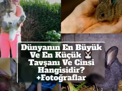 Dünyanın En Büyük Ve En Küçük Tavşanı Ve Cinsi Hangisidir? +Fotoğraflar