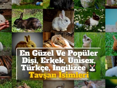 En Güzel Ve Popüler Dişi, Erkek, Unisex, Türkçe, İngilizce Tavşan İsimleri