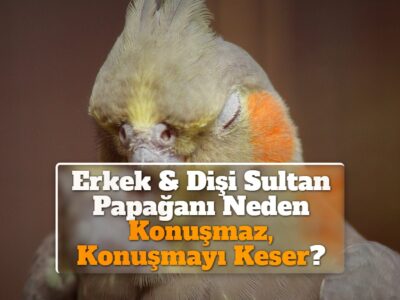Erkek & Dişi Sultan Papağanı Neden Konuşmaz, Konuşmayı Keser?