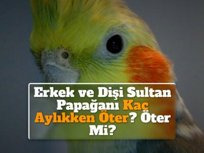 Erkek ve Dişi Sultan Papağanı Kaç Aylıkken Öter? Öter Mi?