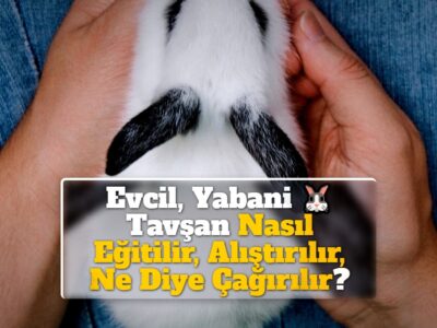 Evcil, Yabani Tavşan Nasıl Eğitilir, Alıştırılır, Ne Diye Çağırılır?