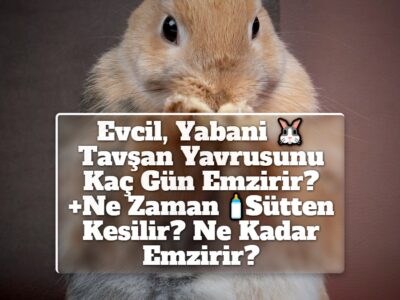 Evcil, Yabani Tavşan Yavrusunu Kaç Gün Emzirir? +Ne Zaman Sütten Kesilir? Ne Kadar Emzirir?