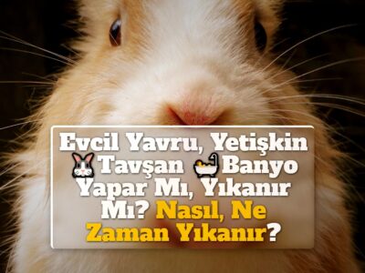 Evcil Yavru, Yetişkin Tavşan Banyo Yapar Mı, Yıkanır Mı? Nasıl, Ne Zaman Yıkanır?