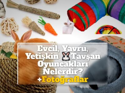 Evcil, Yavru, Yetişkin Tavşan Oyuncakları Nelerdir? +Fotoğraflar