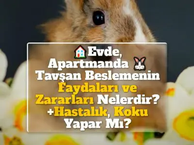 Evde, Apartmanda Tavşan Beslemenin Faydaları ve Zararları Nelerdir? +Hastalık, Koku Yapar Mı?