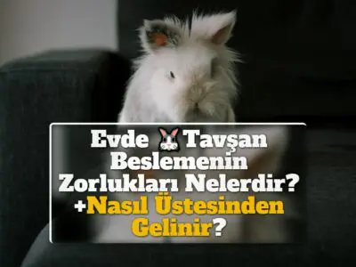 Evde Tavşan Beslemenin Zorlukları Nelerdir? +Nasıl Üstesinden Gelinir?