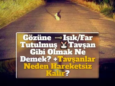 Gözüne Işık/Far Tutulmuş Tavşan Gibi Olmak Ne Demek? +Tavşanlar Neden Hareketsiz Kalır?