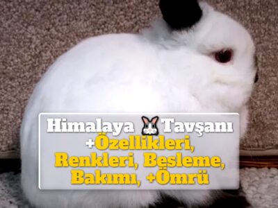 Himalaya Tavşanı +Özellikleri, Renkleri, Besleme, Bakımı, +Ömrü, Fiyatı