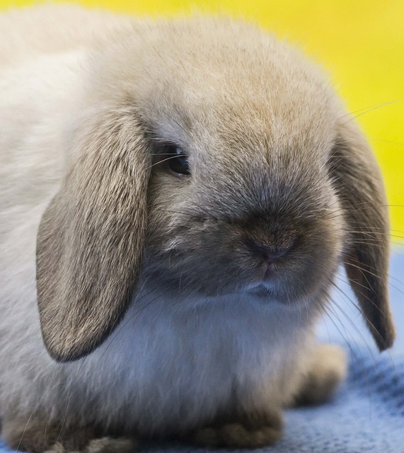 Hollanda Lop Tavşanı +Özellikleri, Besleme, Bakımı, Doğum, Hamilelik, Fiyat