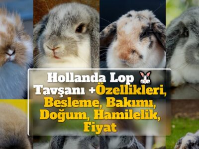 Hollanda Lop Tavşanı +Özellikleri, Besleme, Bakımı, Doğum, Hamilelik, Fiyat