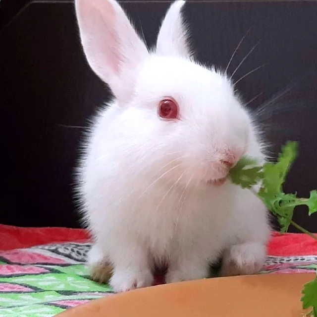 Kırmızı Gözlü Tavşan Nedir? Hangi Cinstir? Neden Kırmızı Gözlüdür?