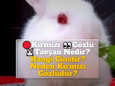 Kırmızı Gözlü Tavşan Nedir? Hangi Cinstir? Neden Kırmızı Gözlüdür?