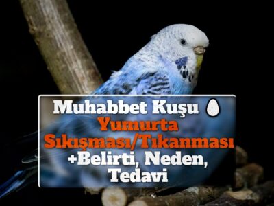 Muhabbet Kuşu Yumurta Sıkışması/Tıkanması +Belirti, Neden, Tedavi