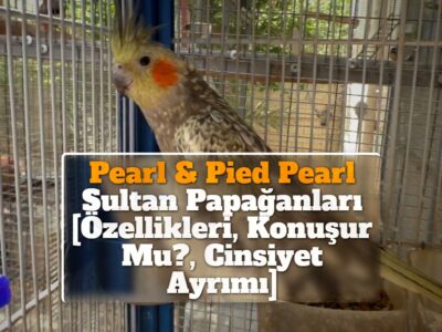 Pearl & Pied Pearl Sultan Papağanları [Özellikleri, Konuşur Mu?, Cinsiyet Ayrımı]