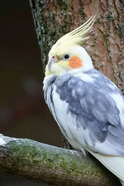 Pied (Alaca) Sultan Papağanları [Özellikleri, Konuşur Mu?, Cinsiyet Ayrımı]