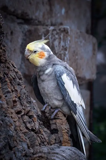 Pied (Alaca) Sultan Papağanları [Özellikleri, Konuşur Mu?, Cinsiyet Ayrımı]