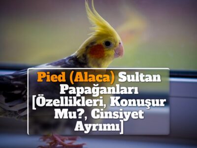 Pied (Alaca) Sultan Papağanları [Özellikleri, Konuşur Mu?, Cinsiyet Ayrımı]