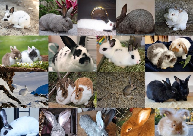 Resimli Tavşan Irkları (Türleri), İsimleri, Renkleri Ve Özellikleri