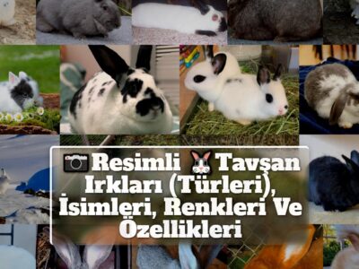 Resimli Tavşan Irkları (Türleri), İsimleri, Renkleri Ve Özellikleri