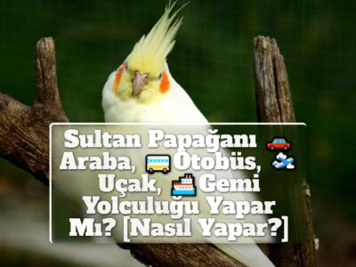 Sultan Papağanı Araba, Otobüs, Uçak, Gemi Yolculuğu Yapar Mı? [Nasıl Yapar?]