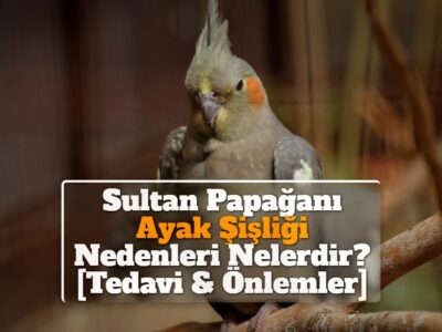 Sultan Papağanı Ayak Şişliği Nedenleri Nelerdir? [Tedavi & Önlemler]