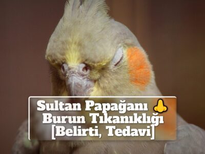 Sultan Papağanı Burun Tıkanıklığı [Belirti, Tedavi]