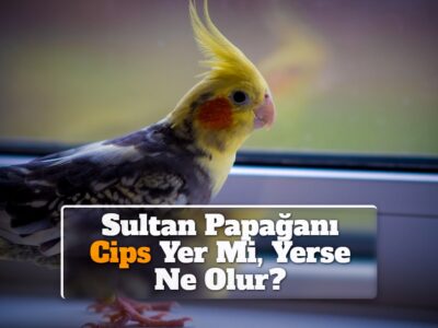 Sultan Papağanı Cips Yer Mi, Yerse Ne Olur?