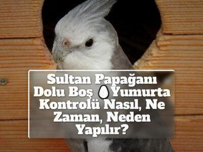 Sultan Papağanı Dolu Boş Yumurta Kontrolü Nasıl, Ne Zaman, Neden Yapılır?
