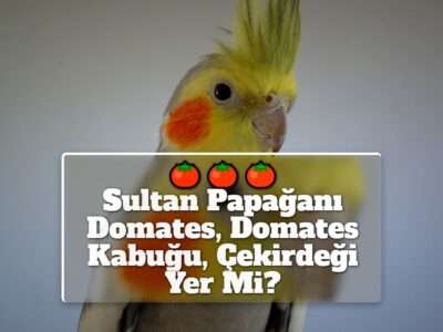 Sultan Papağanı Domates, Domates Kabuğu, Çekirdeği Yer Mi?