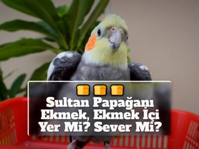 Sultan Papağanı Ekmek, Ekmek İçi Yer Mi? Sever Mi?