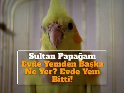 Sultan Papağanı Evde Yemden Başka Ne Yer? Evde Yem Bitti!