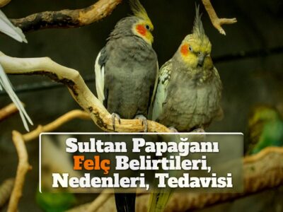 Sultan Papağanı Felç Belirtileri, Nedenleri, Tedavisi