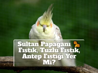 Sultan Papağanı Fıstık, Tuzlu Fıstık, Antep Fıstığı Yer Mi?