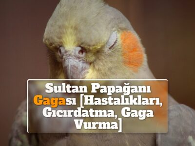 Sultan Papağanı Gagası [Hastalıkları, Gıcırdatma, Gaga Vurma]