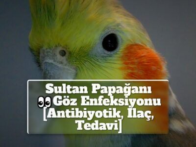 Sultan Papağanı Göz Enfeksiyonu [Antibiyotik, İlaç, Tedavi]